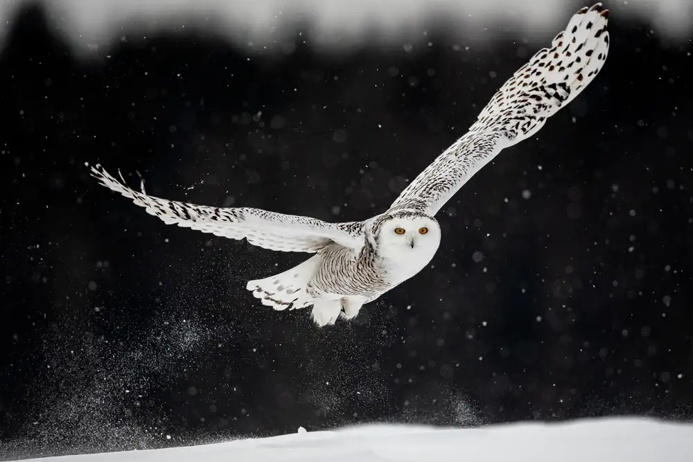 Felici, Massimo: Through the snow