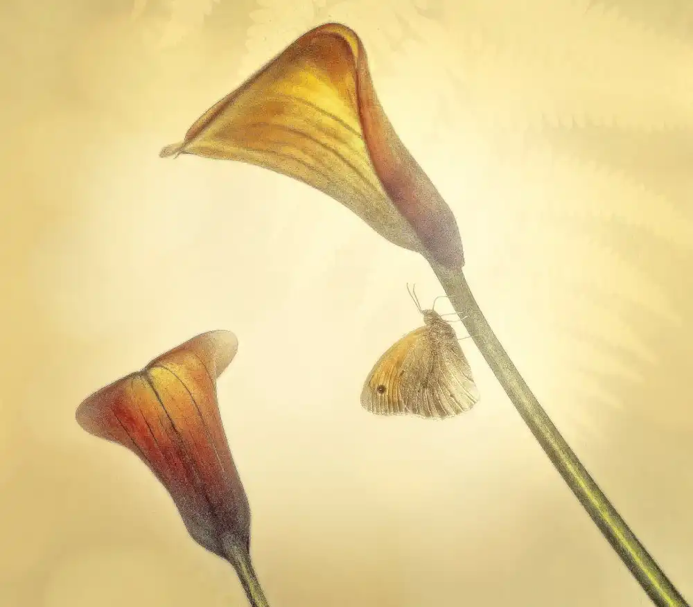 Cseresnjes, Anna: Arums ...
