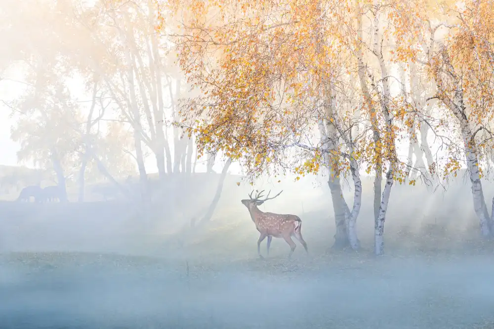 Simoon: Elk Lost in Mist