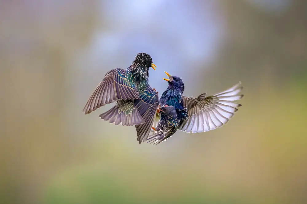 Redaelli, Marco: Fight