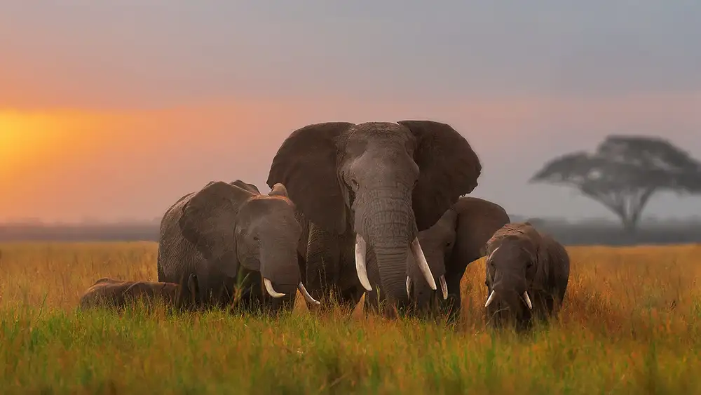 Poreider, Annie: Famiglia di elefanti ad Amboseli