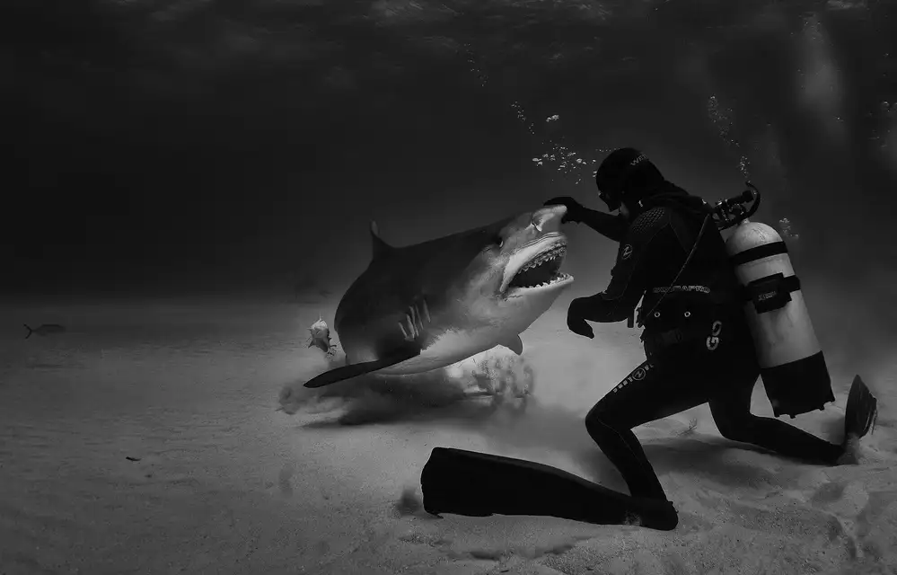Lu, Jennifer: Dance with sharks