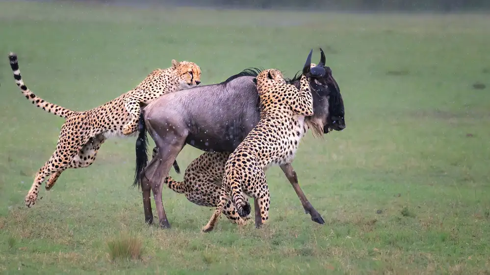 Fischer, Jie: Chasse au guépard