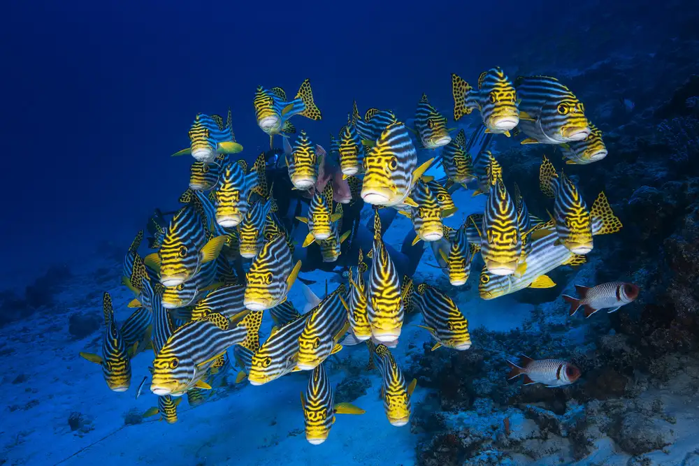 Gabriel, Barathieu: Orientální Sweetlips