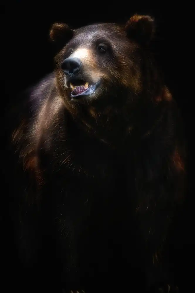 Buye, Pascual Santiago: Brown bear portrait