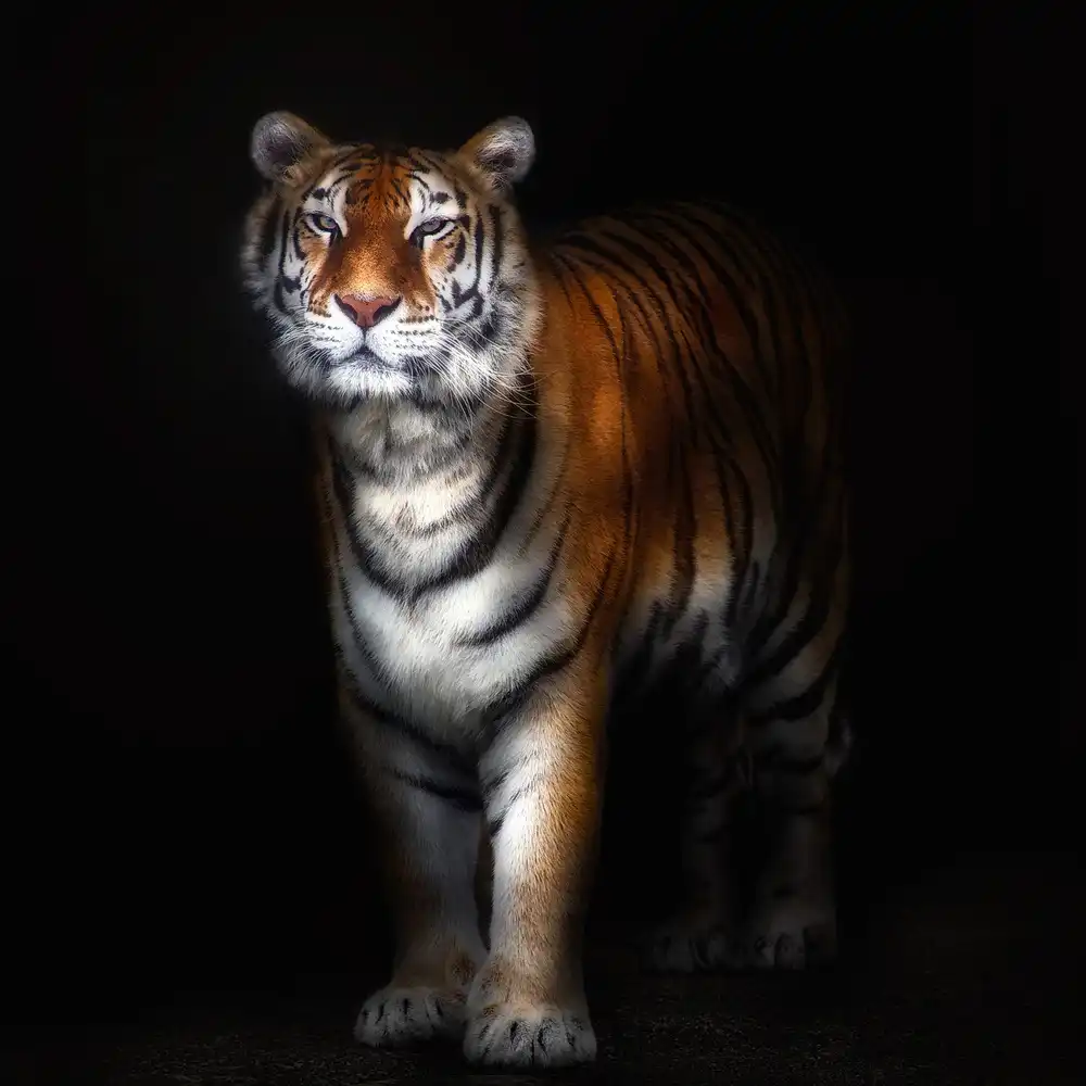 Buye, Pascual Santiago: Tiger portrait II