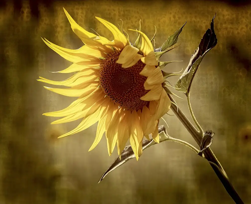 Cseresnjes, Anna: tournesol