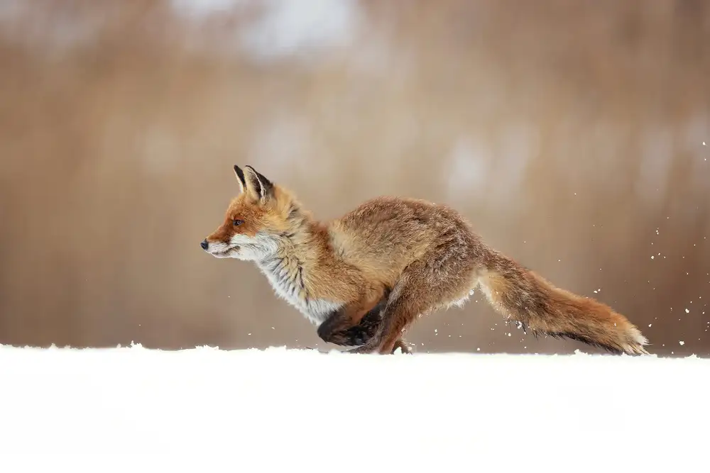 Zygmunt, Milan: Roter Fuchs
