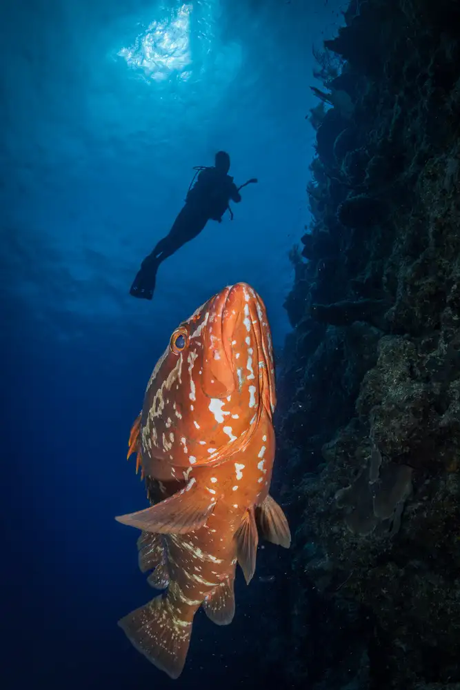 Lu, Jennifer: Swim with grouper