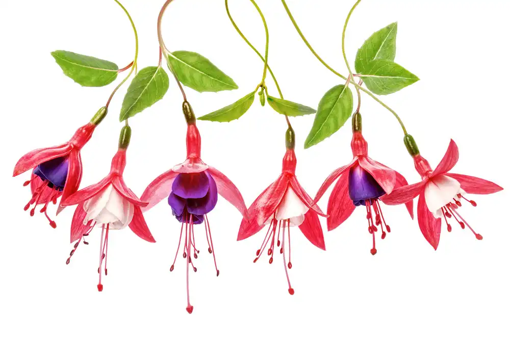 Disher, Mandy: .Fucsia.