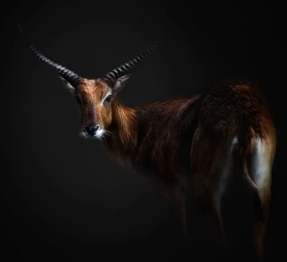 Buye, Pascual Santiago: Antelope Lechwe Portrait