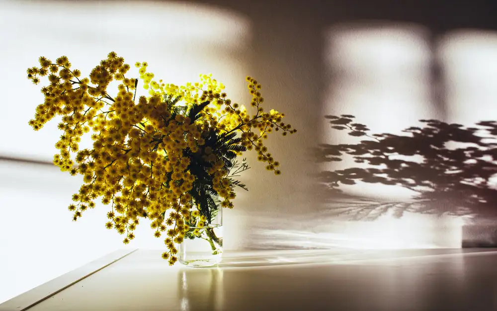 Amare, Bego: Bring me flowers