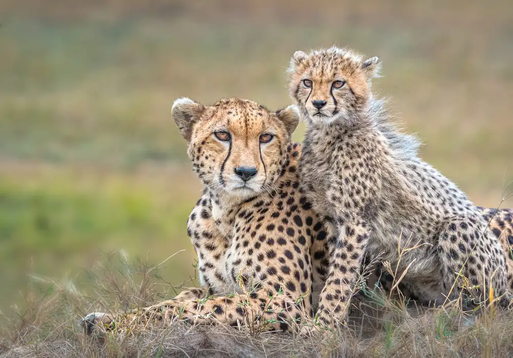 Fischer, Jie: Guépard et petit