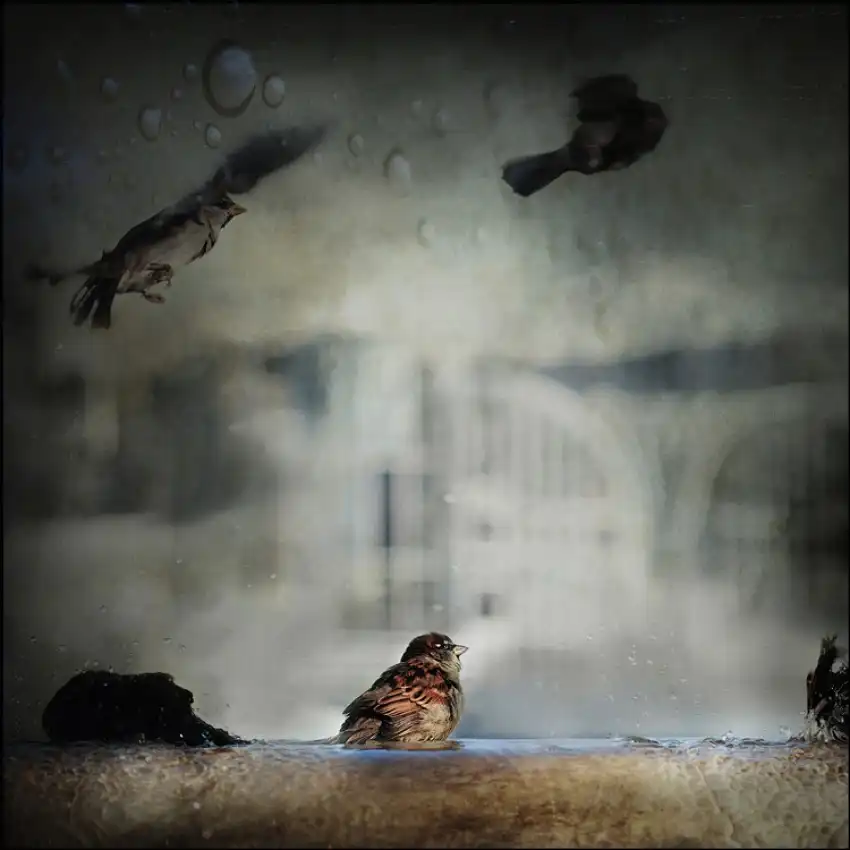 ambra: Tout Paris