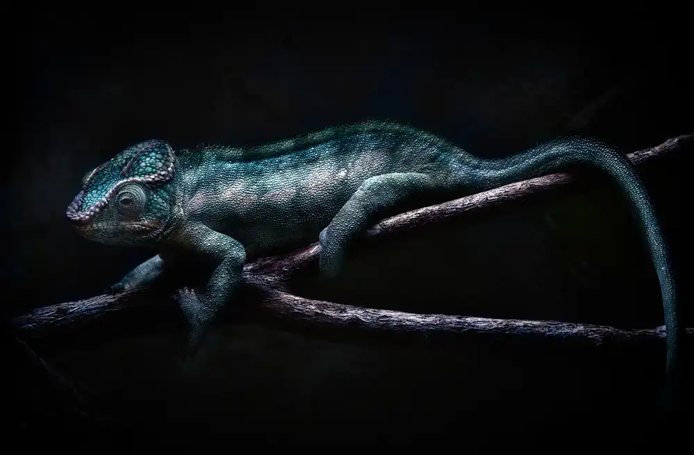Buye, Pascual Santiago: chameleon portrait