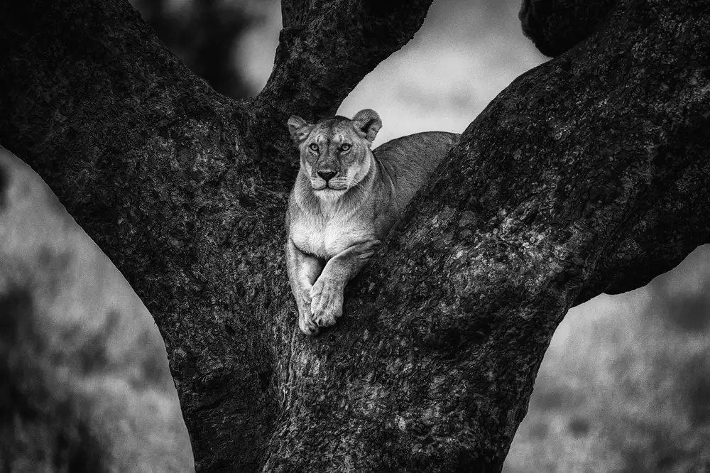 Alnaser, Mohammed: Tree Lady