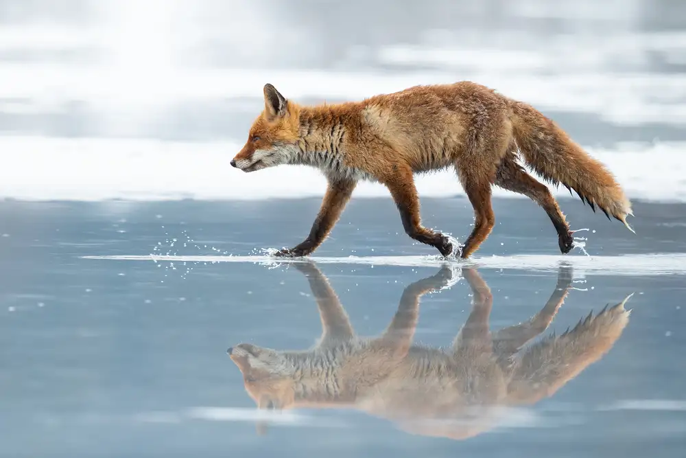 Zygmunt, Milan: Roter Fuchs