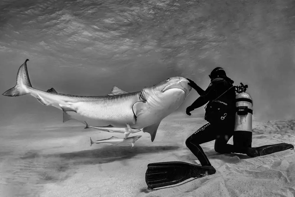 Lu, Jennifer: Dance with sharks (part 2)