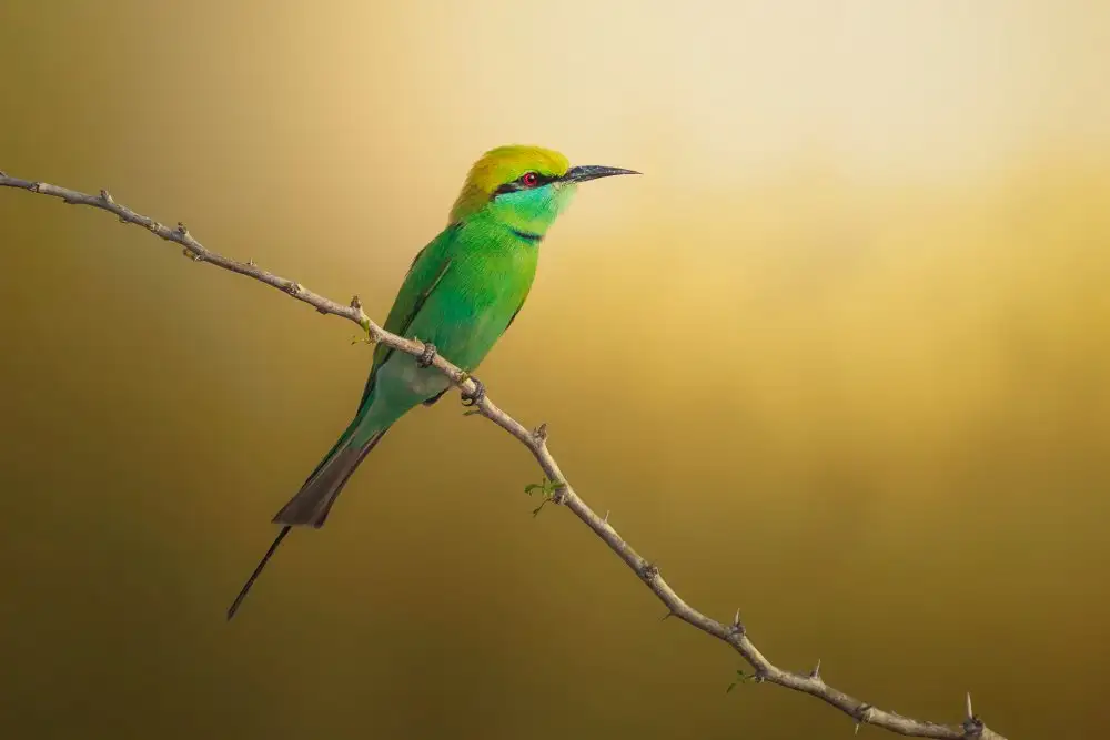 Pezeshki, Sina: Little Bee-eater