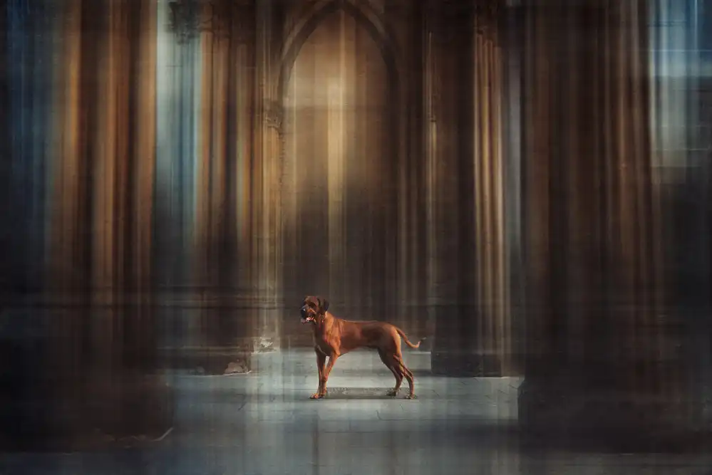 Willers, Heike: The Lion King