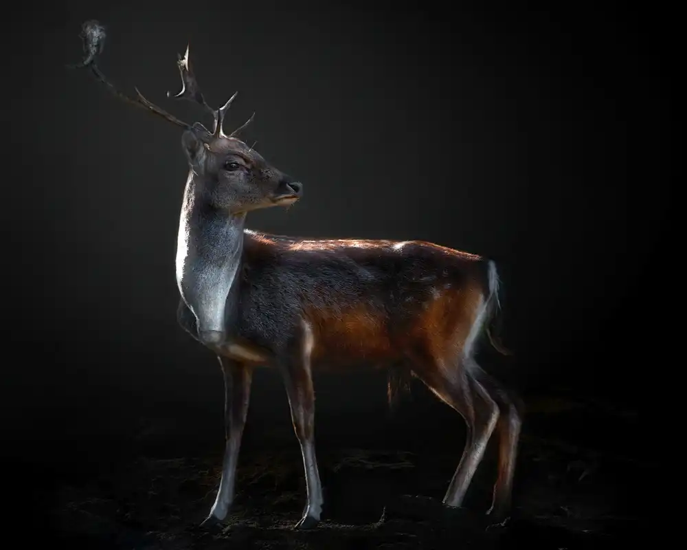 Buye, Pascual Santiago: Fallow deer portrait