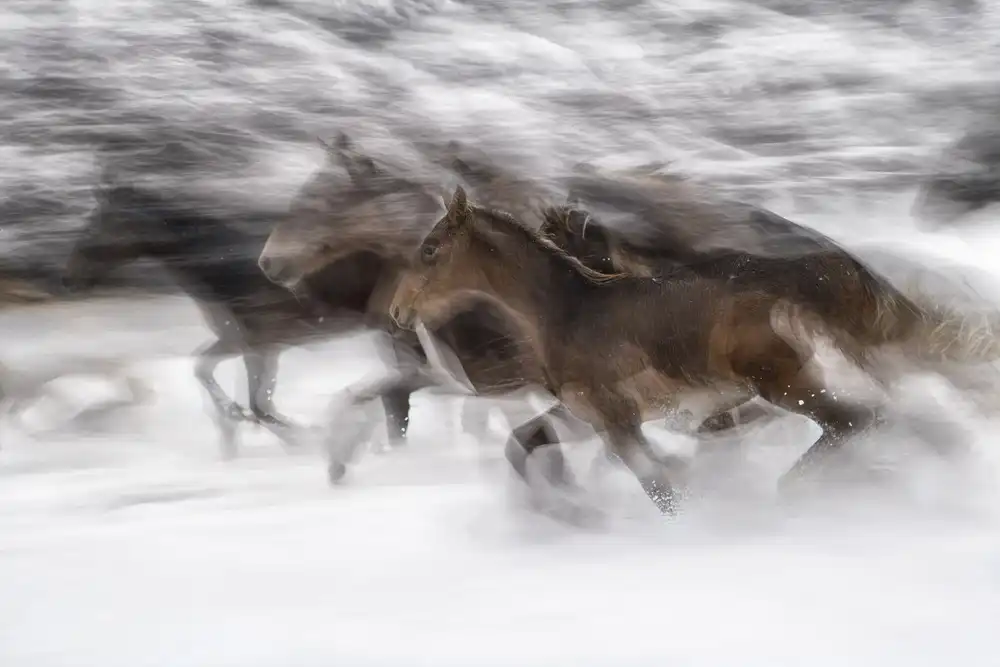 Malovrh, Milan: Wintergalopp