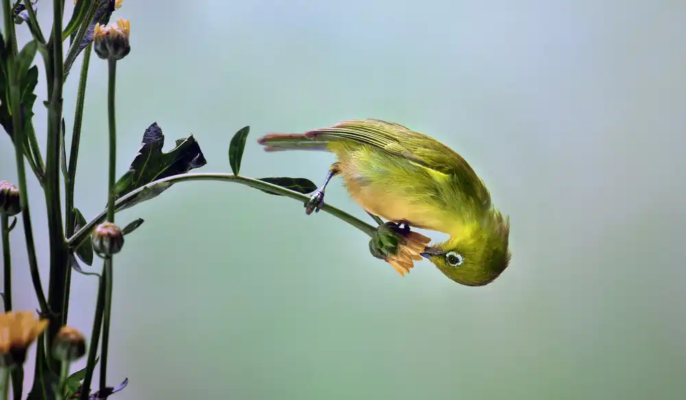 Bhs, Fahmi: Acrobate