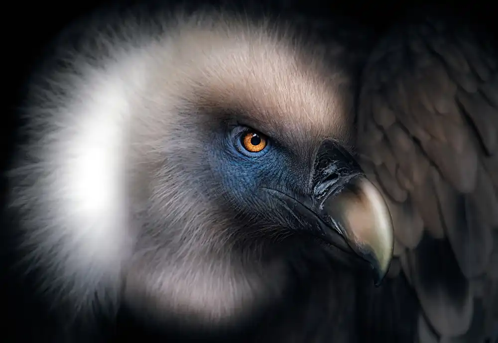 Buye, Pascual Santiago: Vulture Look