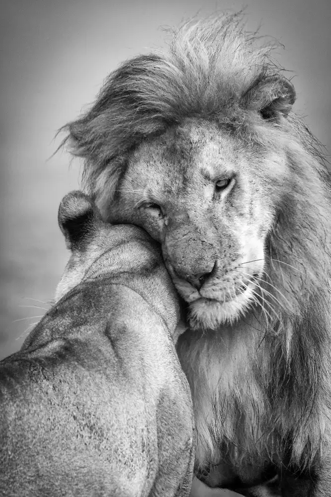 Khataw, Ali: L'amour africain !