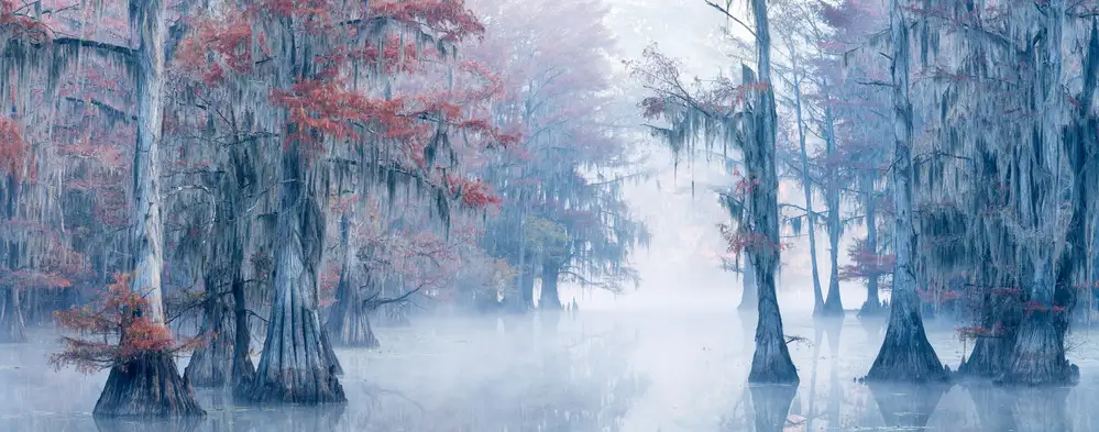 Li, Alex: Autumn Cypress