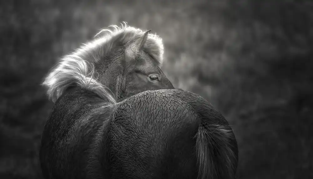 Deng, Larry: caballo islandés