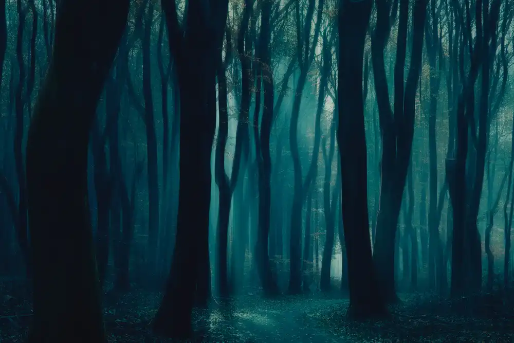 Z, Bingo: La forêt sombre