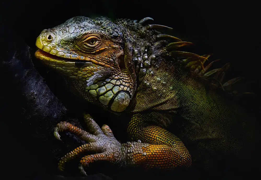 Buye, Pascual Santiago: Time of molting