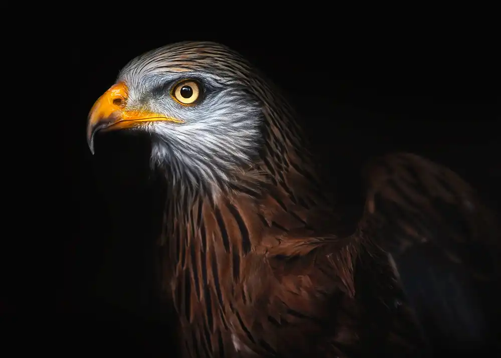 Buye, Pascual Santiago: Red kite portrait II
