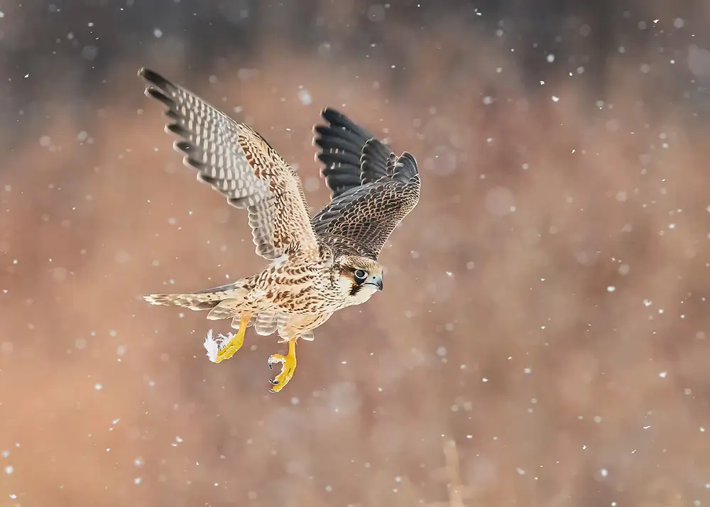 Poreider, Annie: Falco volante veloce nella bufera di neve