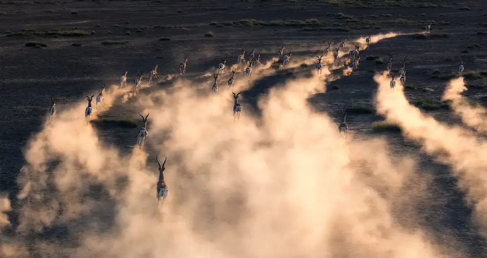 Zhao, Henry: gazelle de Thomson au coucher du soleil