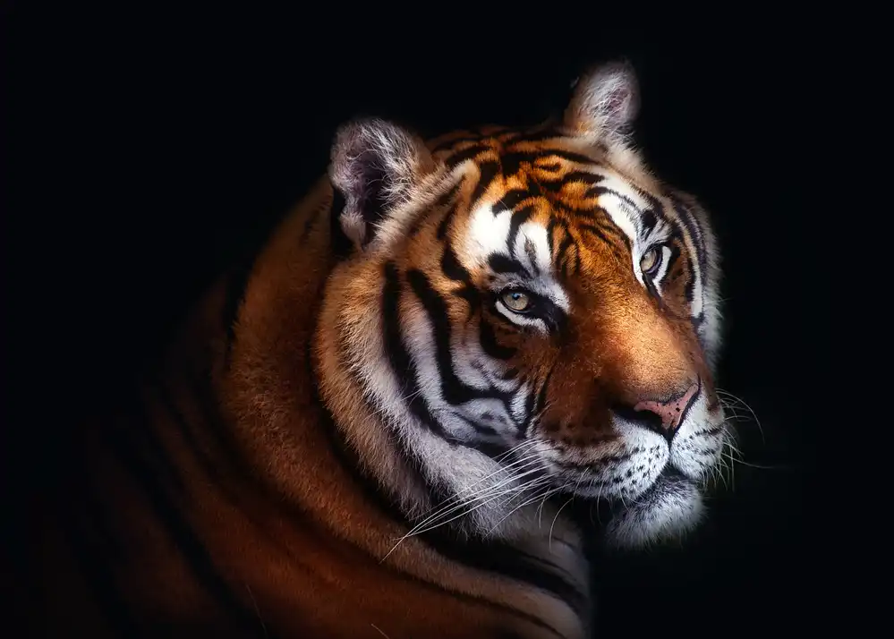 Buye, Pascual Santiago: Tiger
