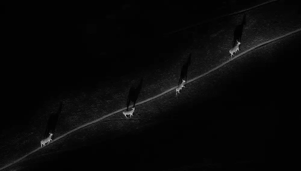 Zhao, Henry: Camino solitario