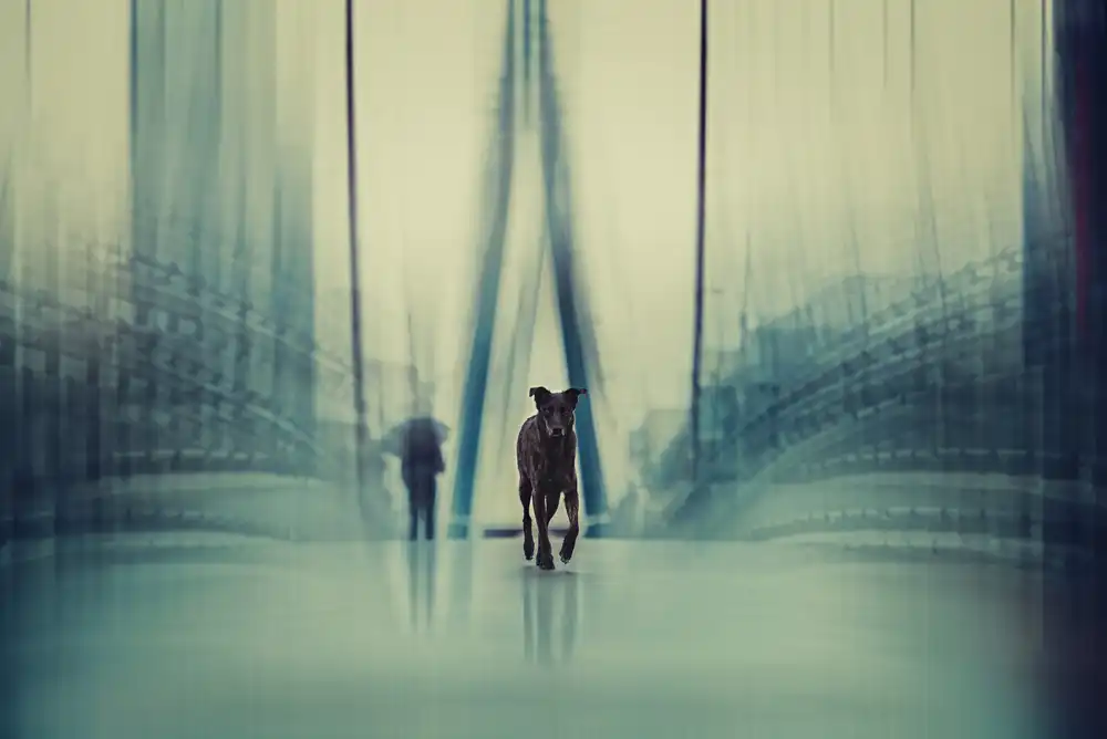 Willers, Heike: Stay Hungry, Stay Foolish (Steven Jobs)