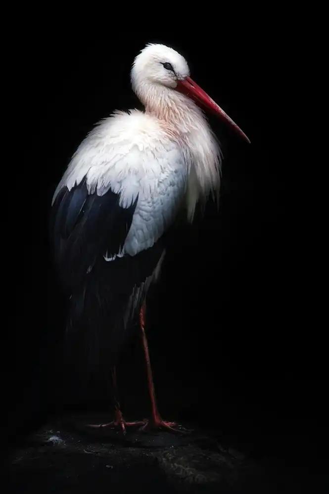Buye, Pascual Santiago: White stork portrait