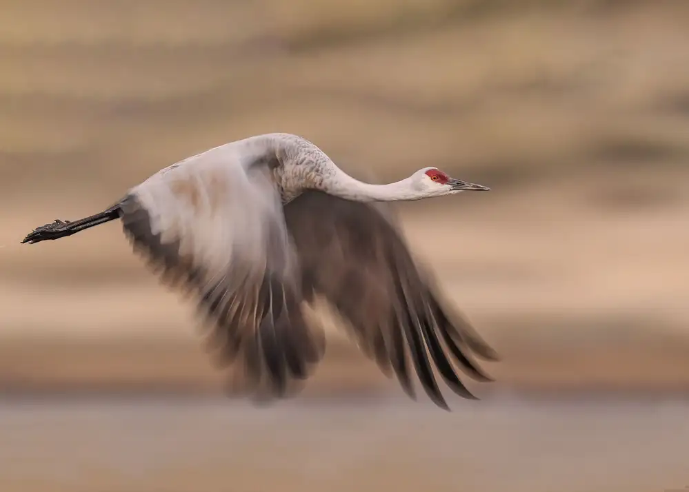 Chen, Ming: Flying sandhill crane