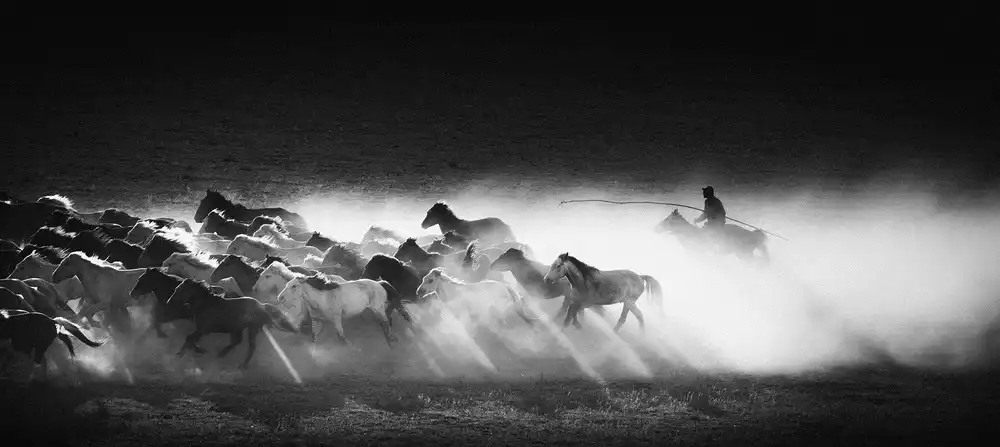 Z, Bingo: Chevaux qui courent