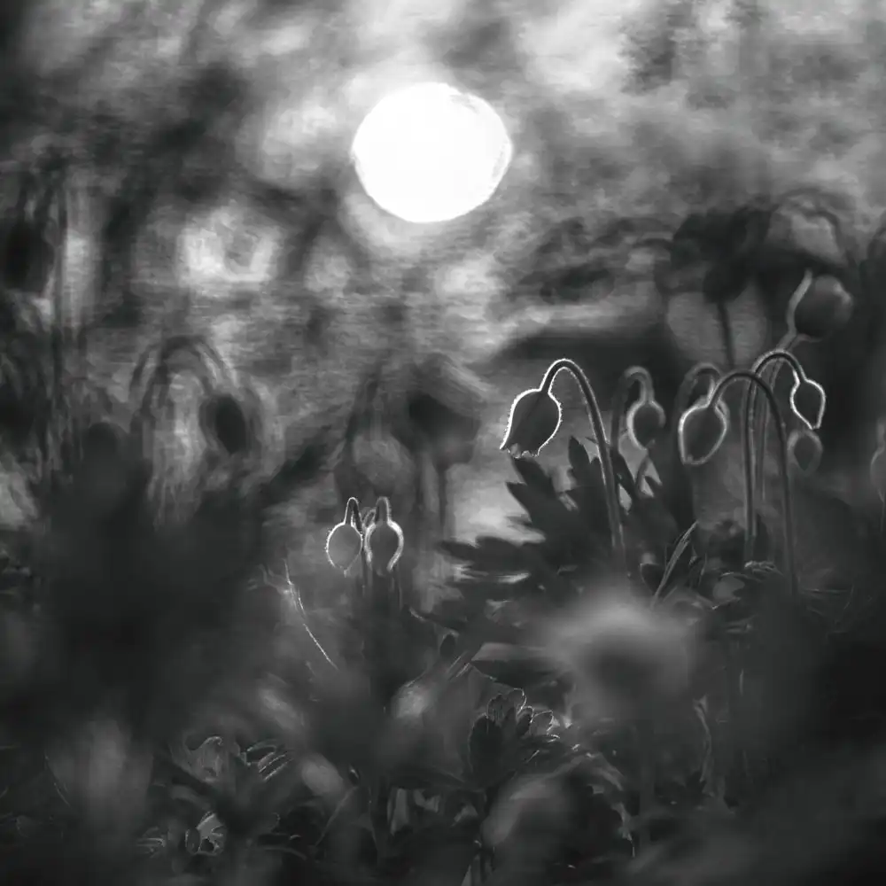 Anna: Under the moonlight