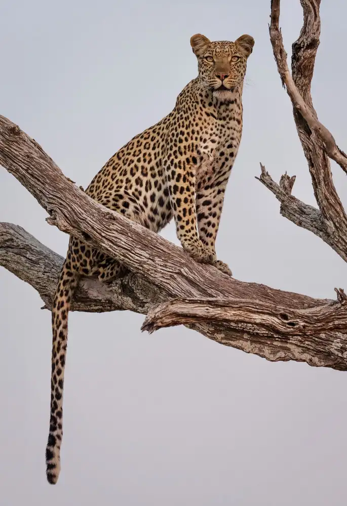 Darby, Rob: Leopardí portrét