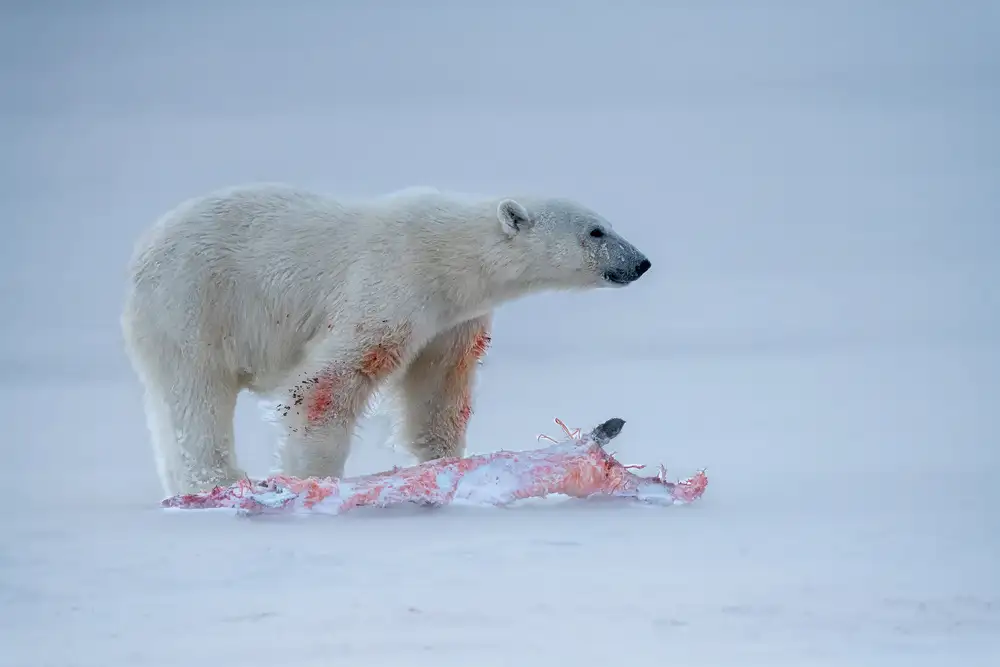 Fischer, Jie: Jagd im Schnee