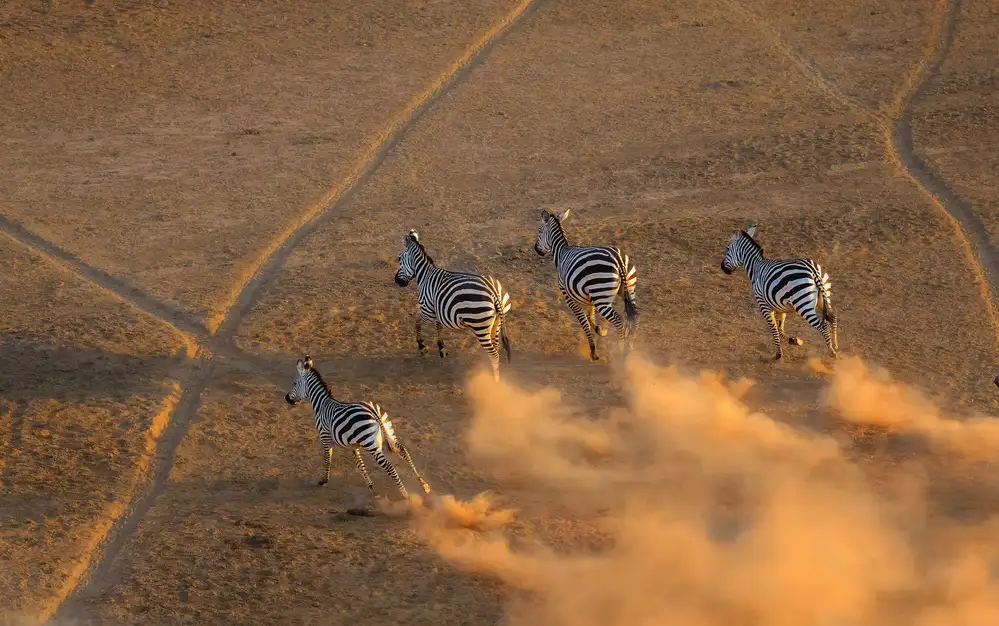 Fischer, Jie: Zebra läuft im Sonnenuntergang