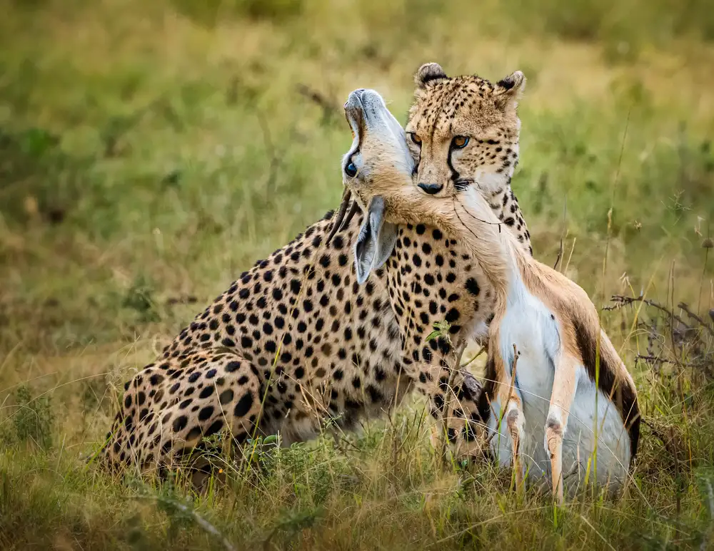 Fischer, Jie: Chasse au guépard