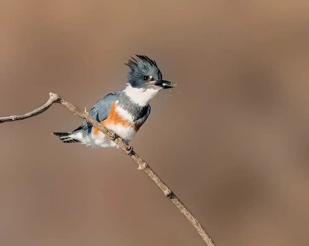 Li, Alex: Belted Kingfisher with a Minnow