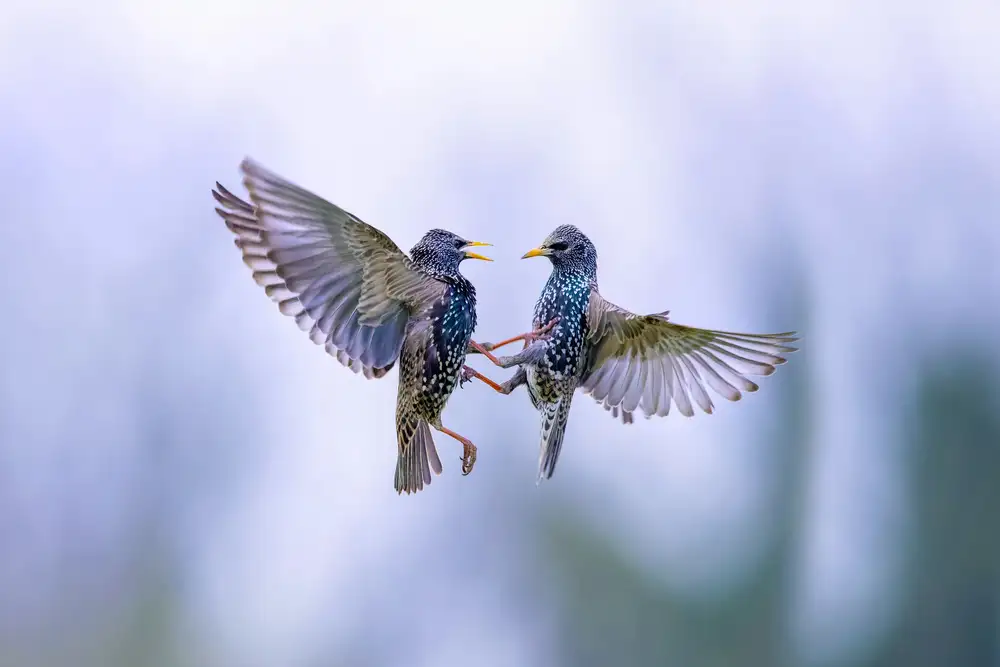 Redaelli, Marco: Fight in the sky