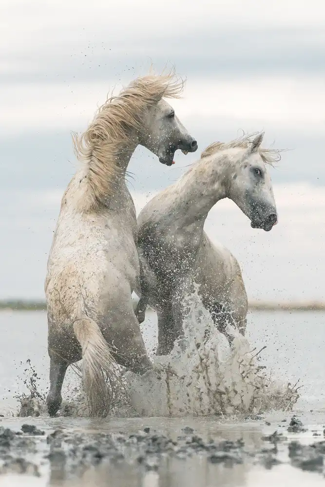 Anton, Rostovskiy: caballos